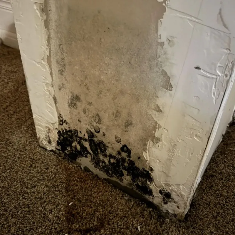 Professional Mold Removal in Johnson Lane, NV